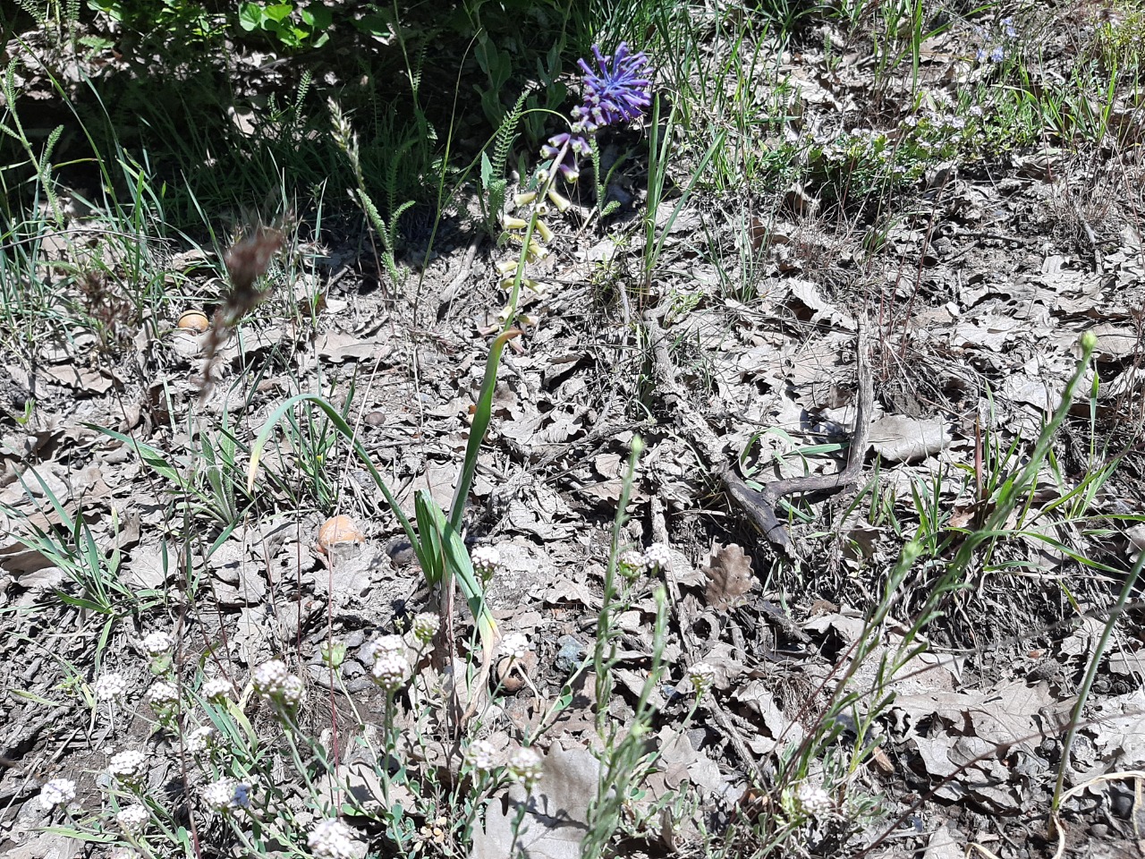 Muscari comosum