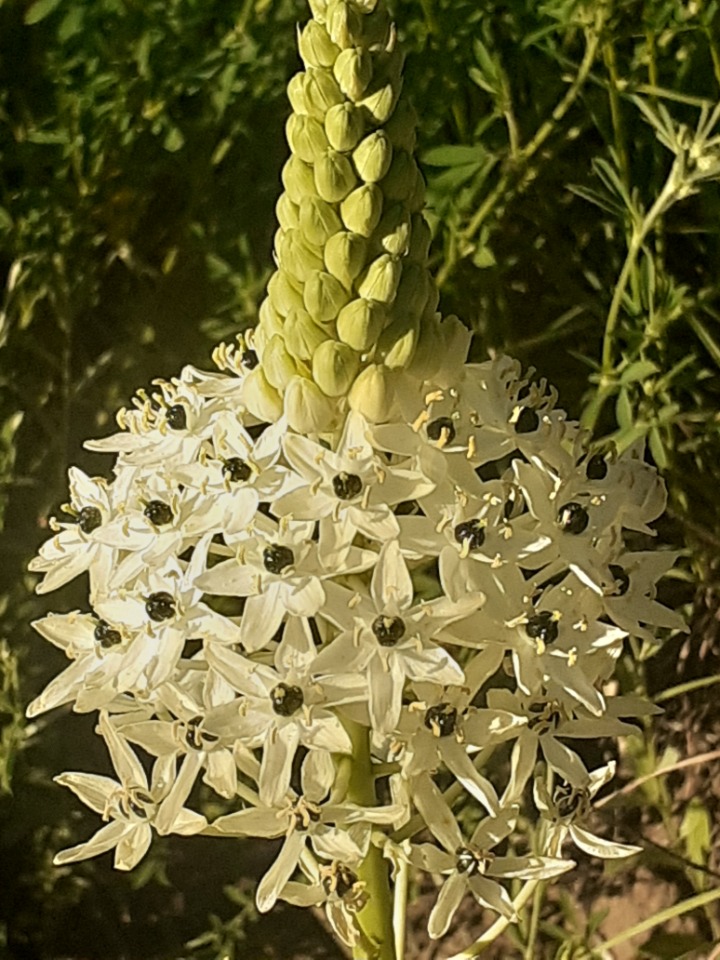 Ornithogalum persicum