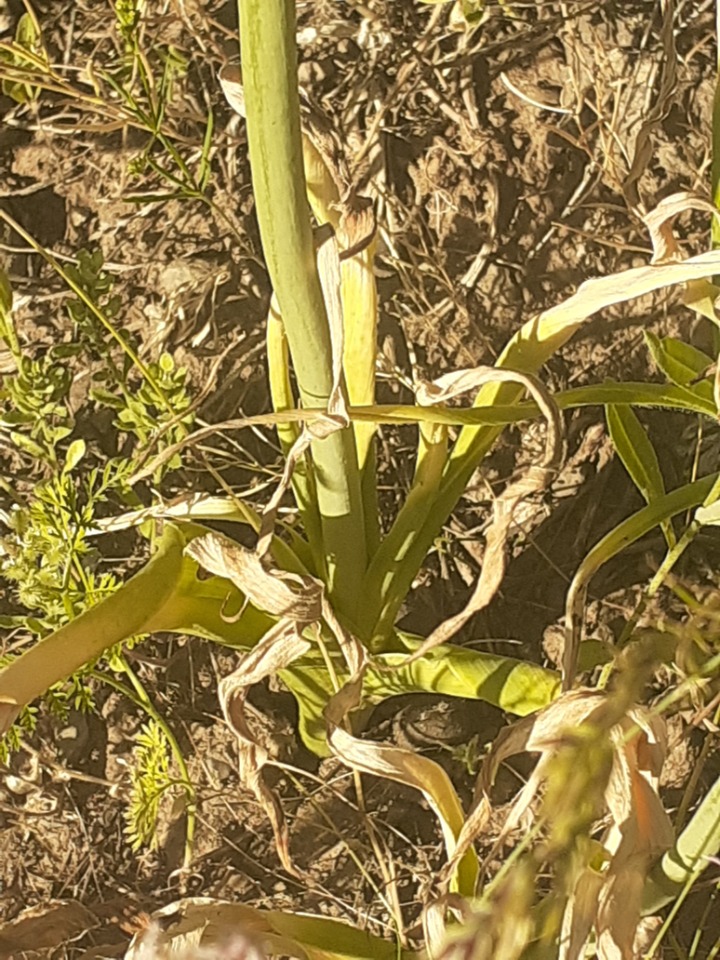 Ornithogalum persicum