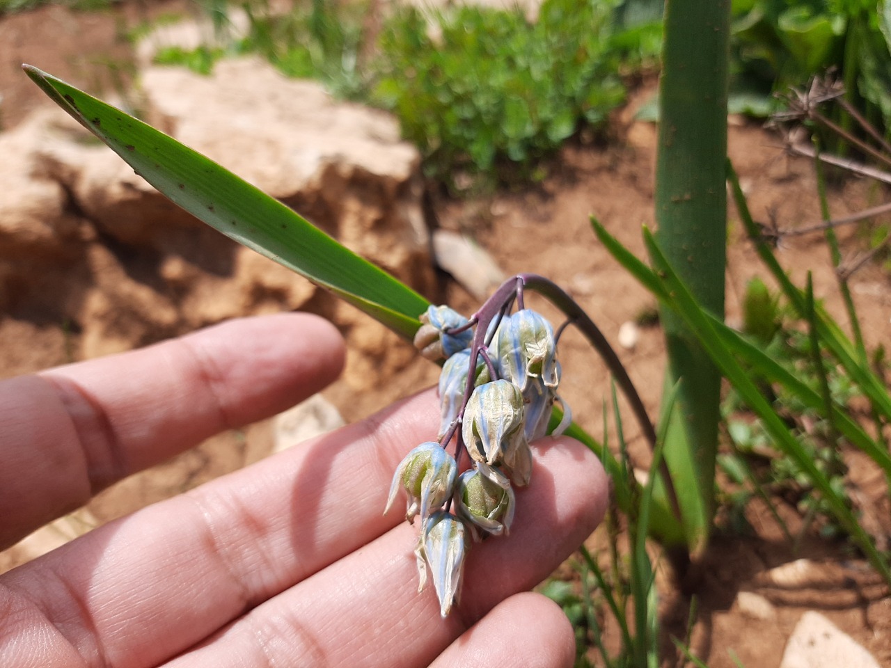 Scilla siberica subsp. armena