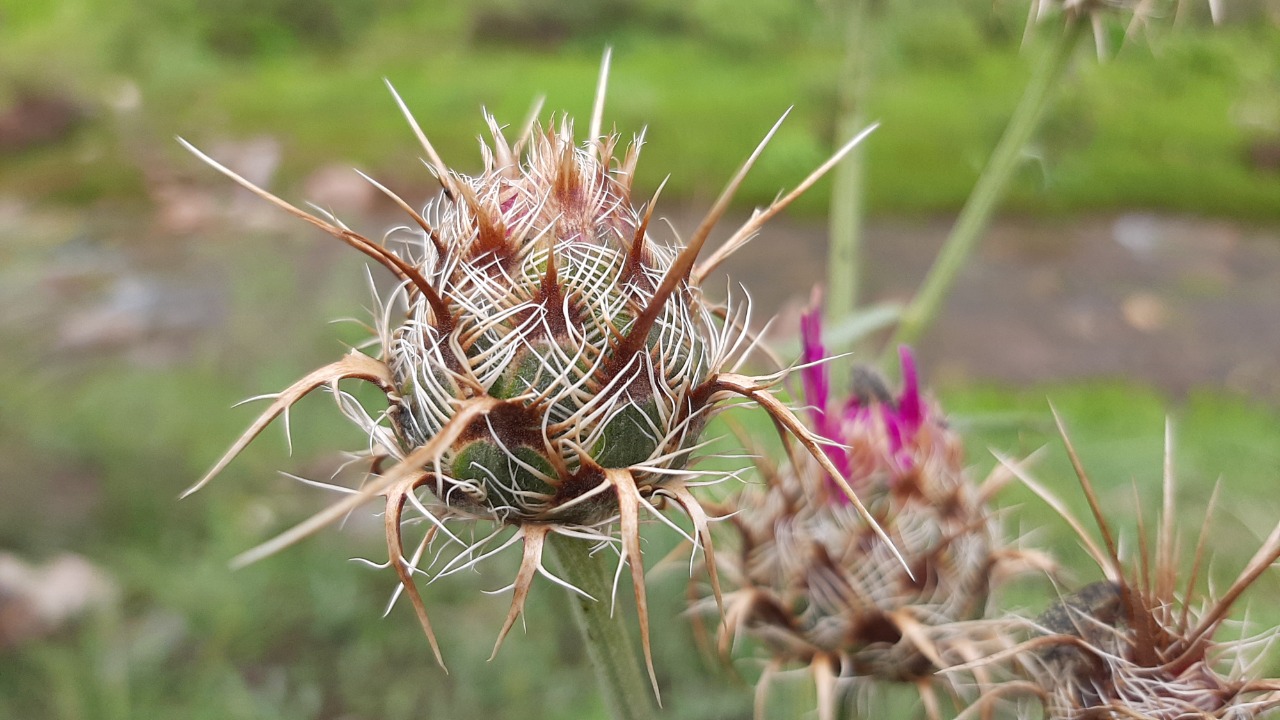 Centaurea carduiformis