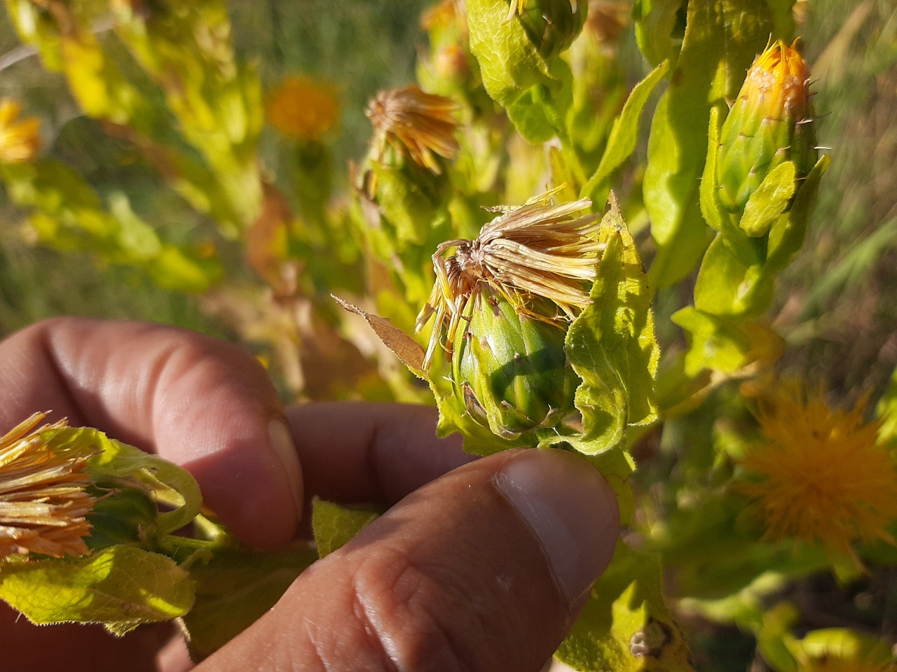 Centaurea polypodiifolia