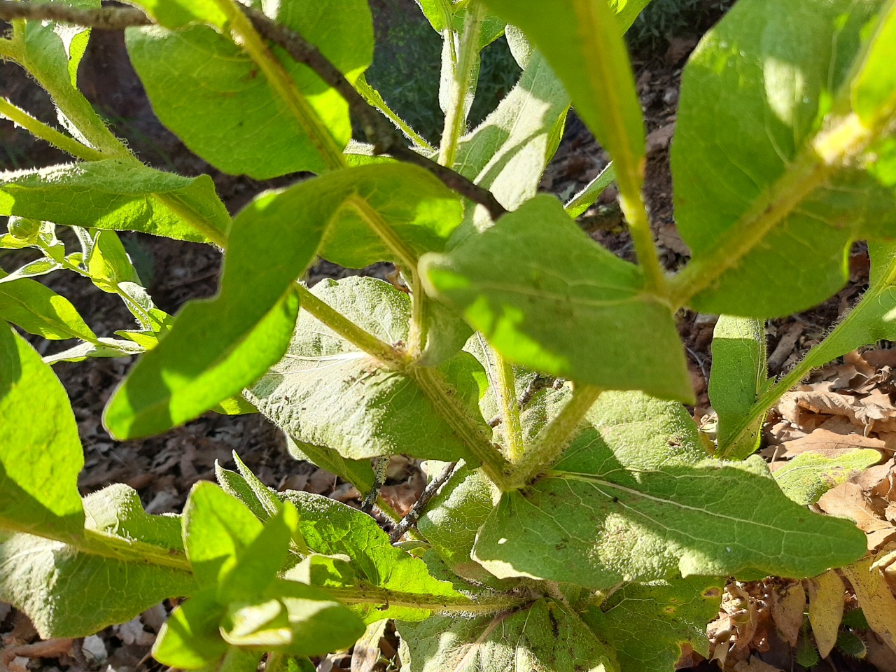 Centaurea polypodiifolia