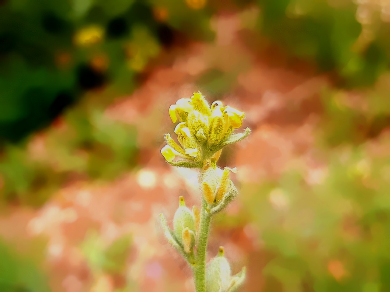 Fibigia clypeata