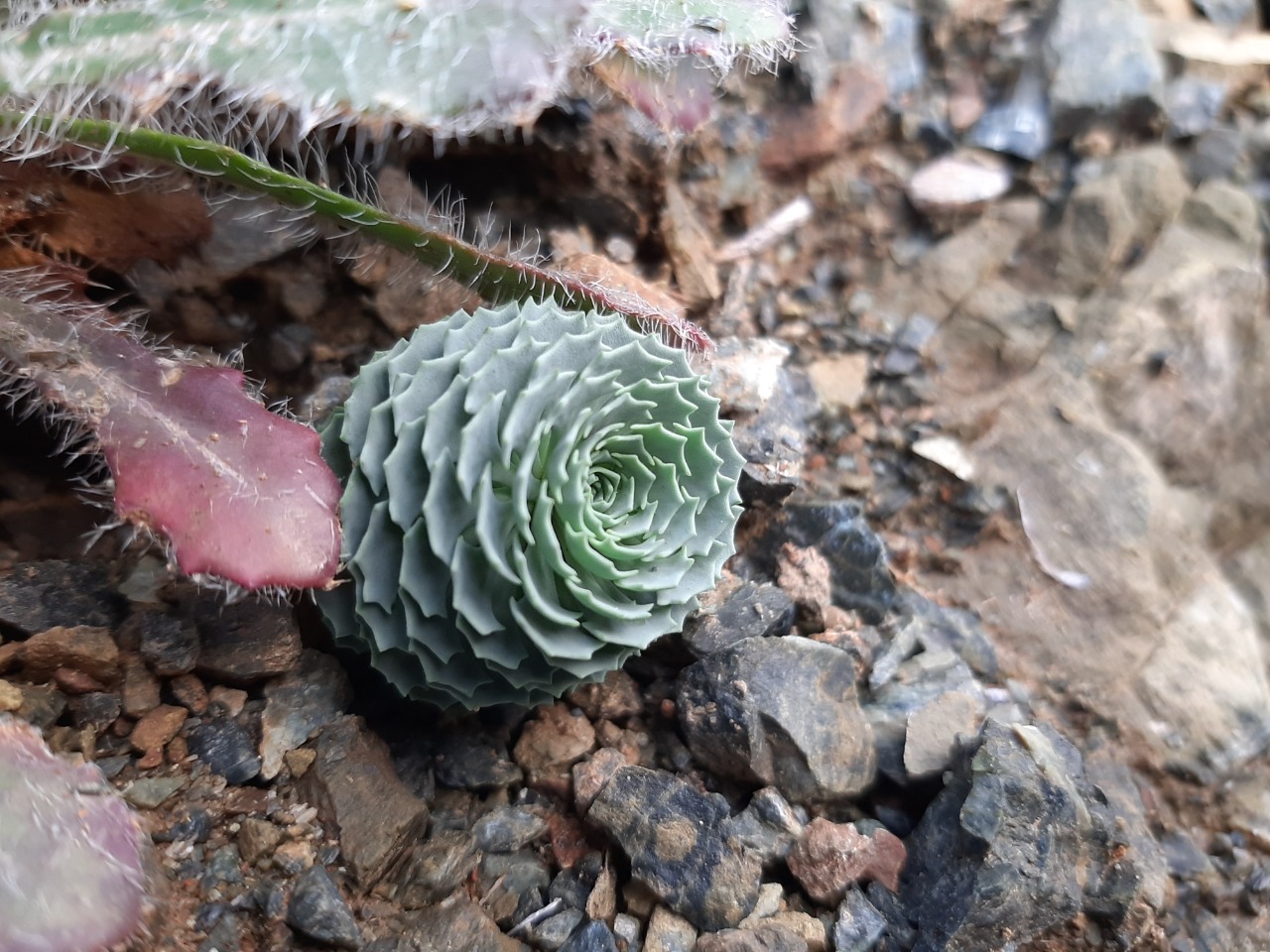 Pseudosempervivum aucheri