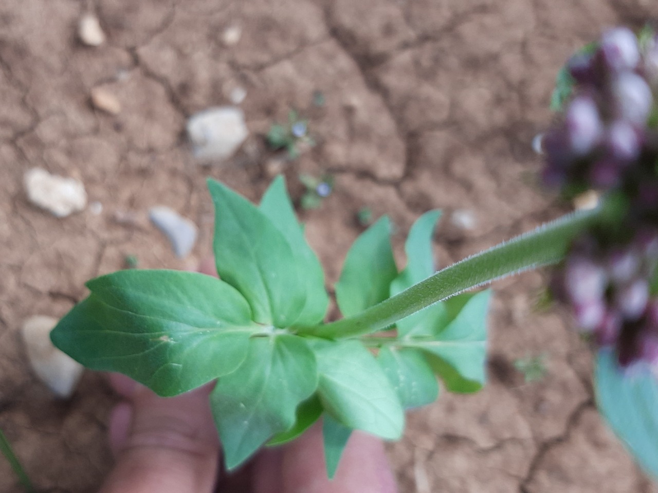 Valeriana sisymbriifolia