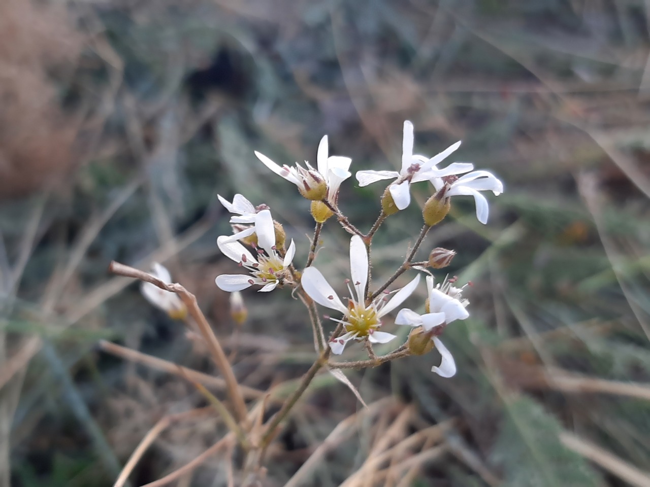 Eremogone gypsophiloides