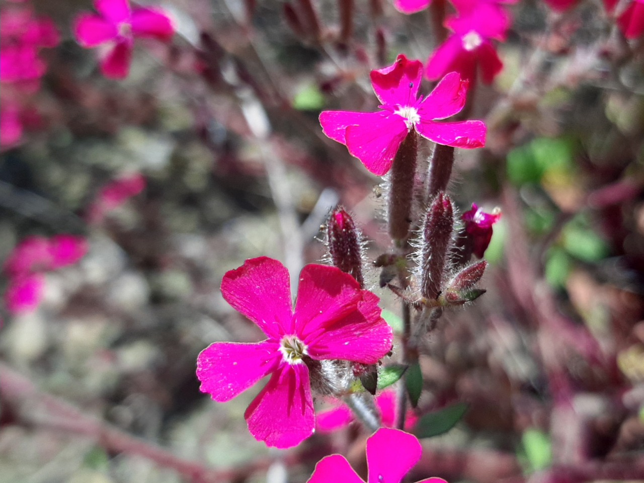 Saponaria prostrata