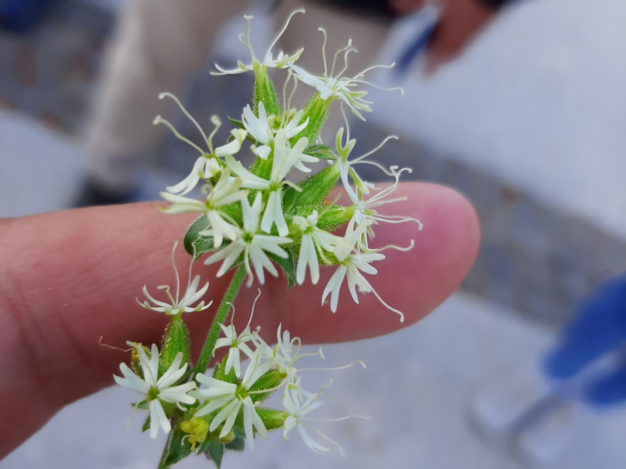 Silene argentea