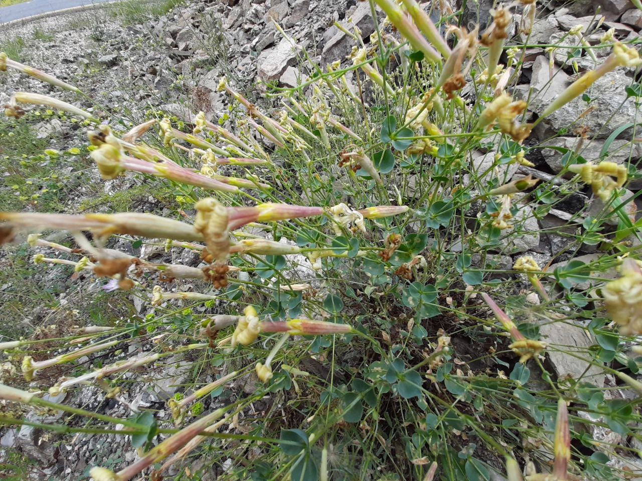 Silene chlorifolia