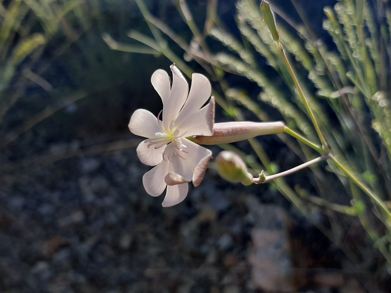 Silene chlorifolia