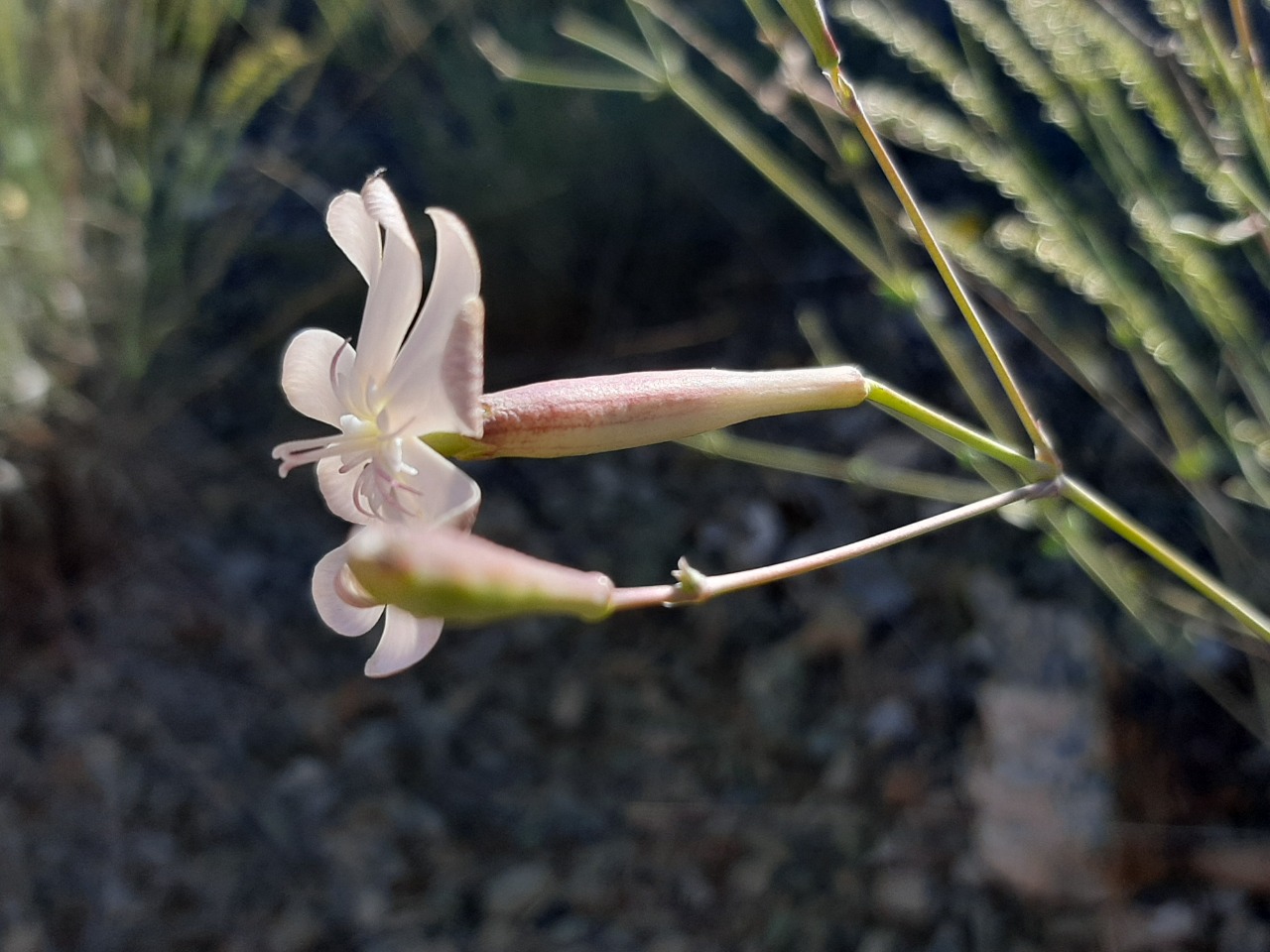 Silene chlorifolia