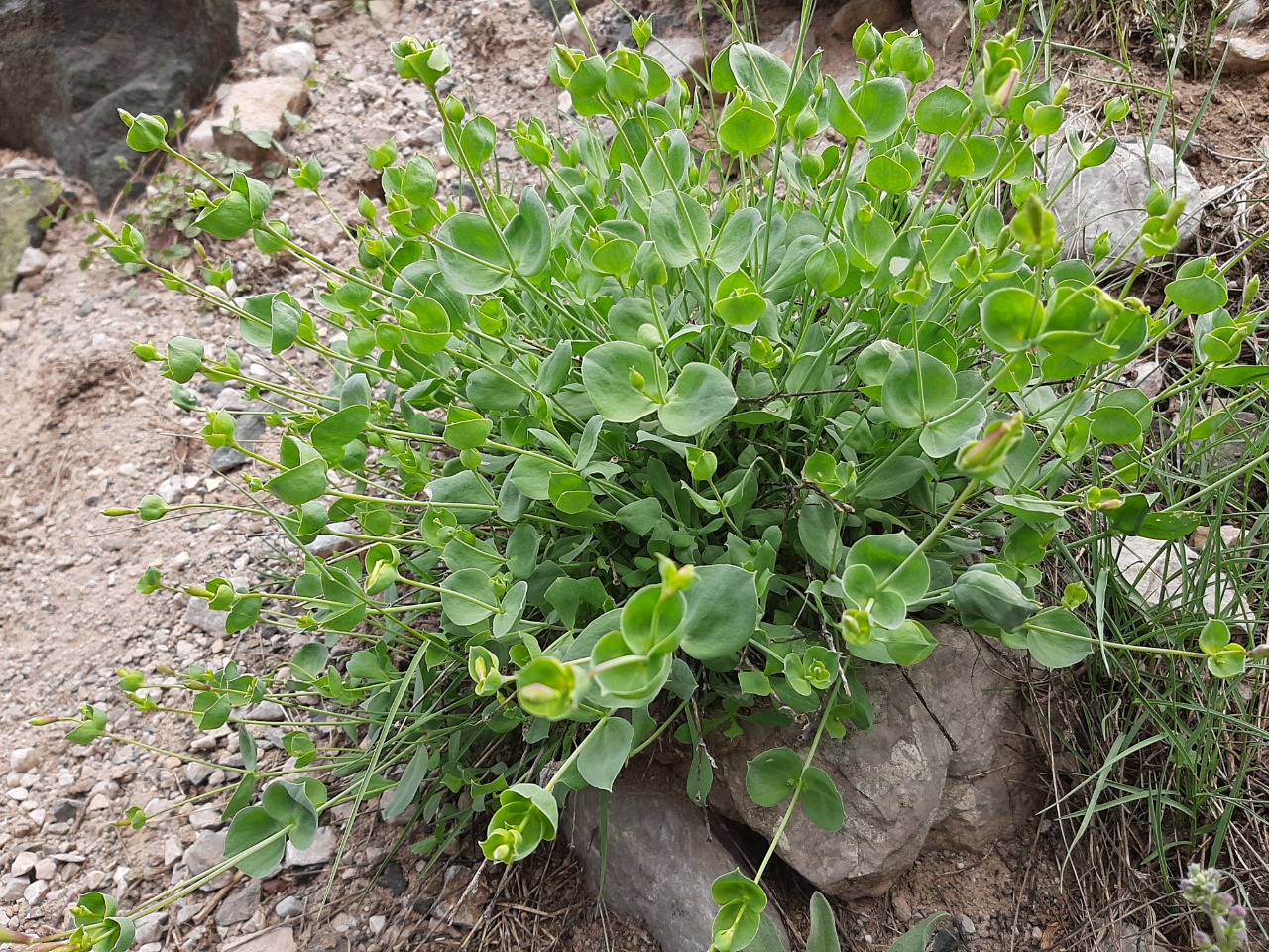 Silene chlorifolia