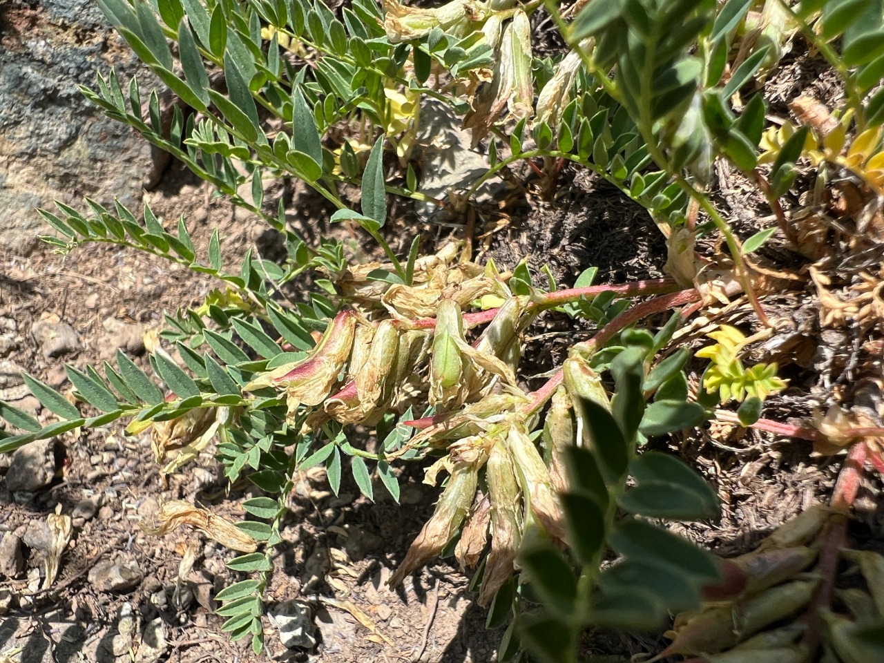 Astragalus fragrans