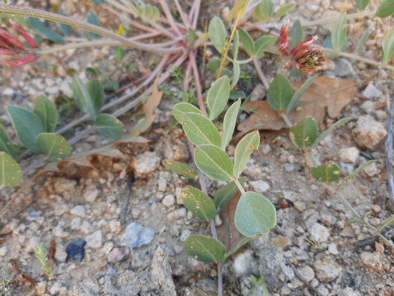 Astragalus pendulus
