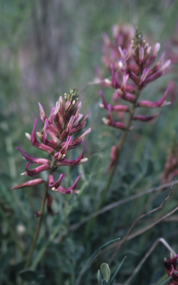 Astragalus pendulus