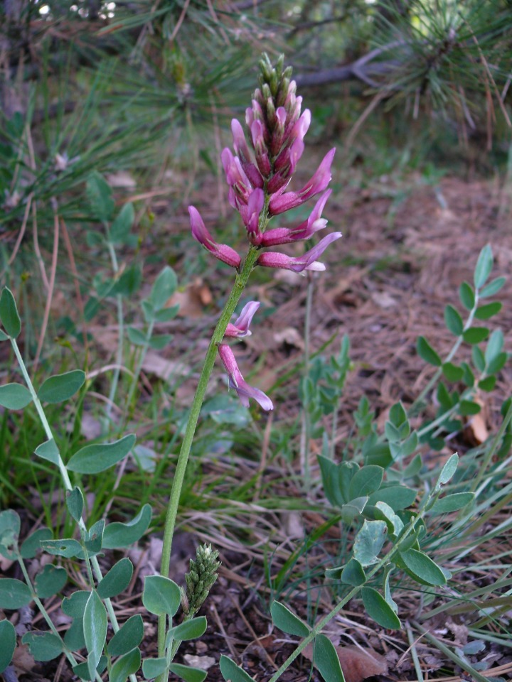 Astragalus pendulus