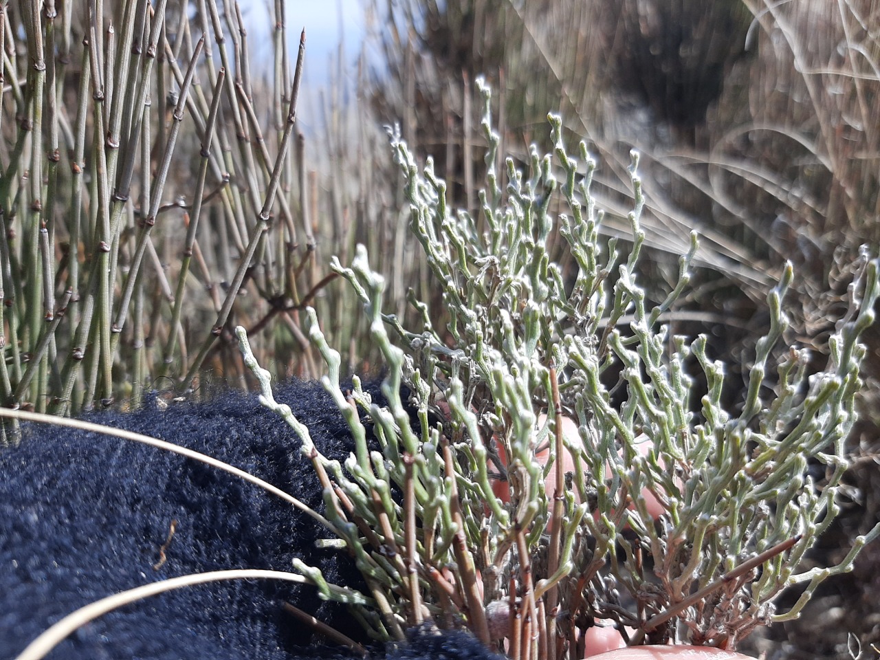 Genista albida