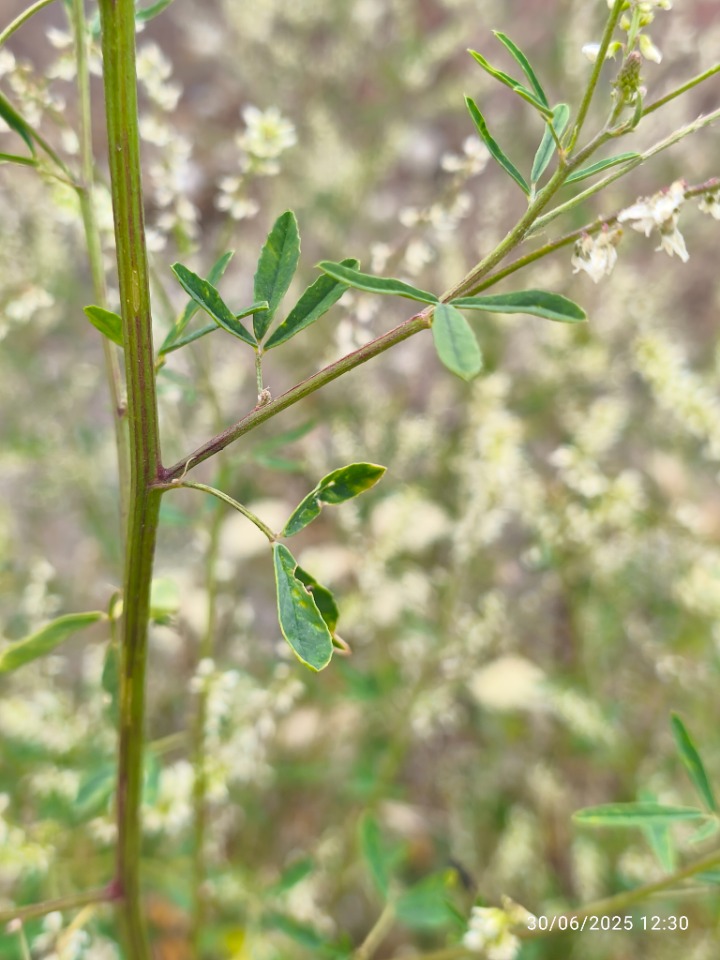 Melilotus albus