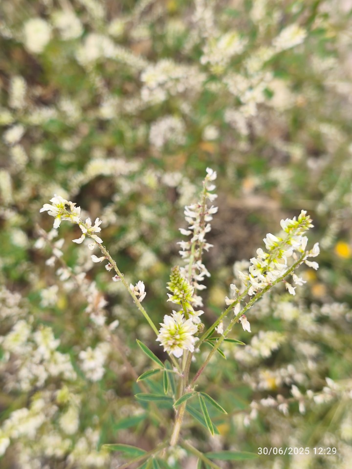 Melilotus albus