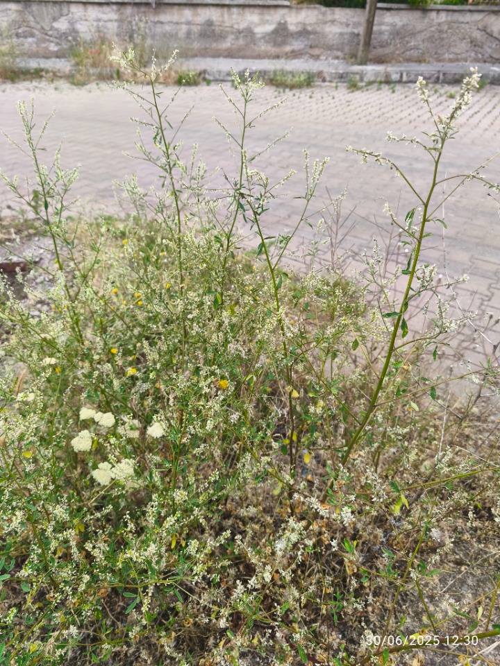 Melilotus albus