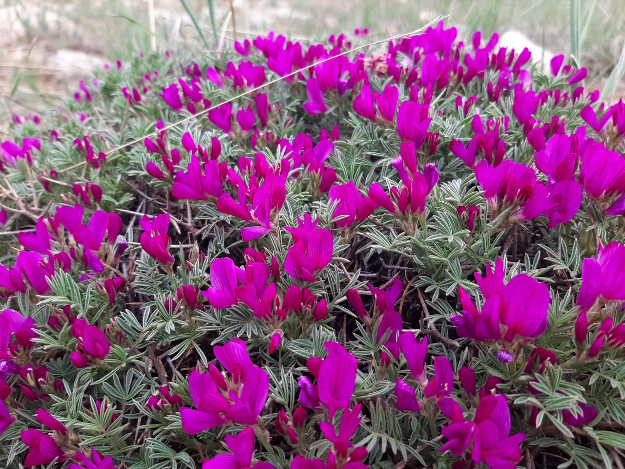 Onobrychis cornuta