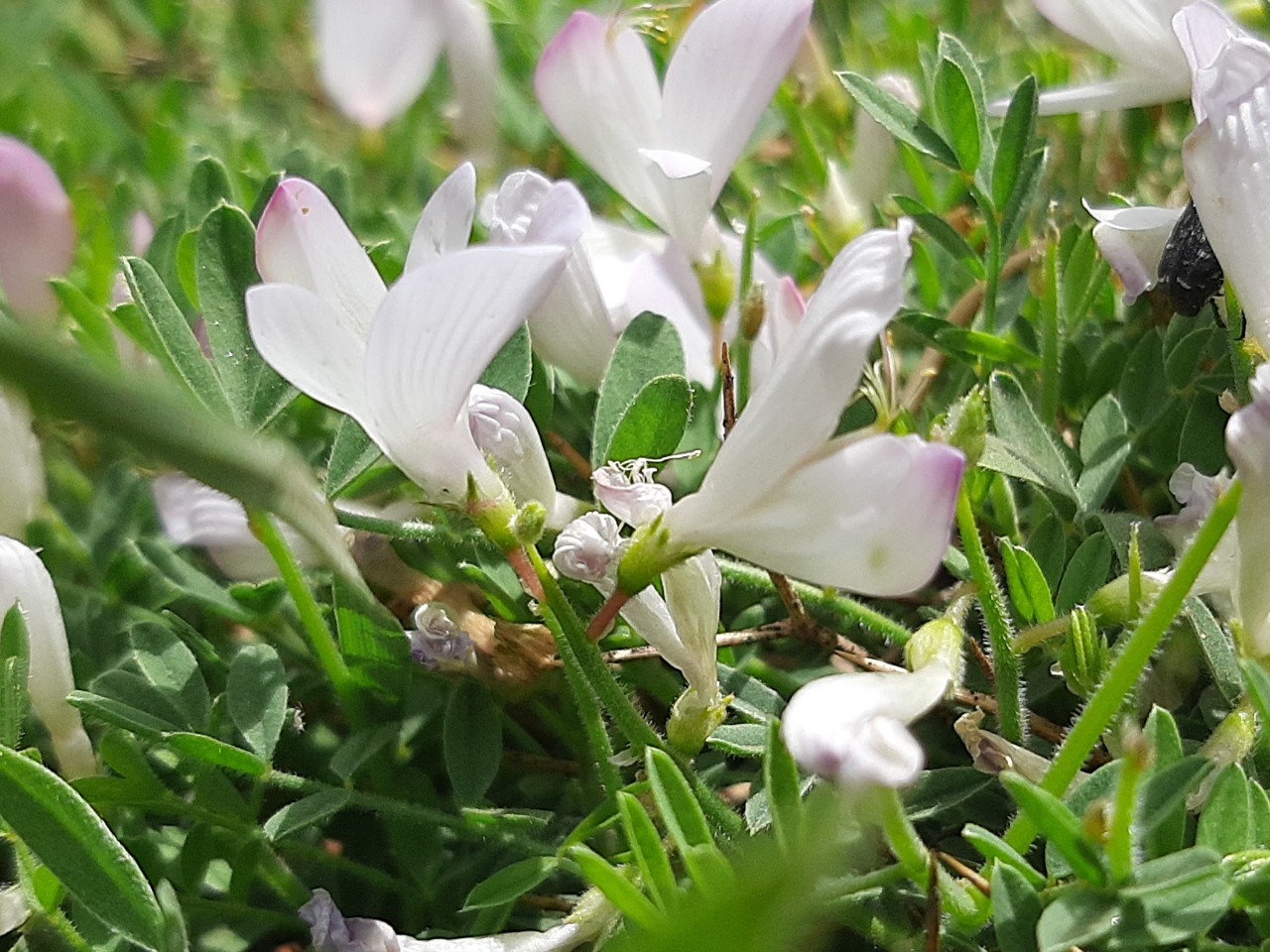 Onobrychis cornuta