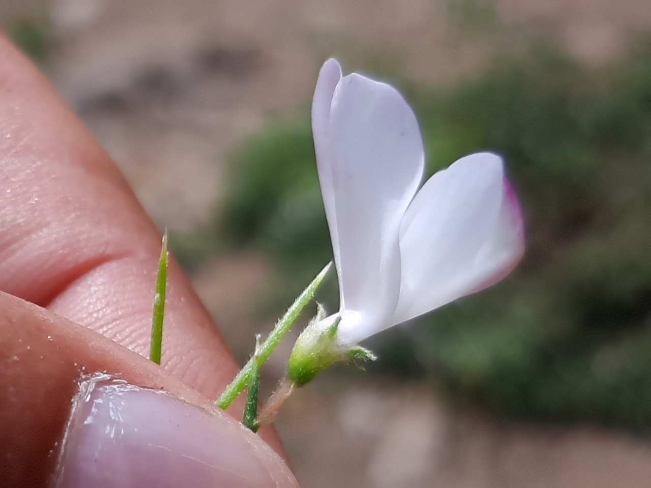 Onobrychis cornuta