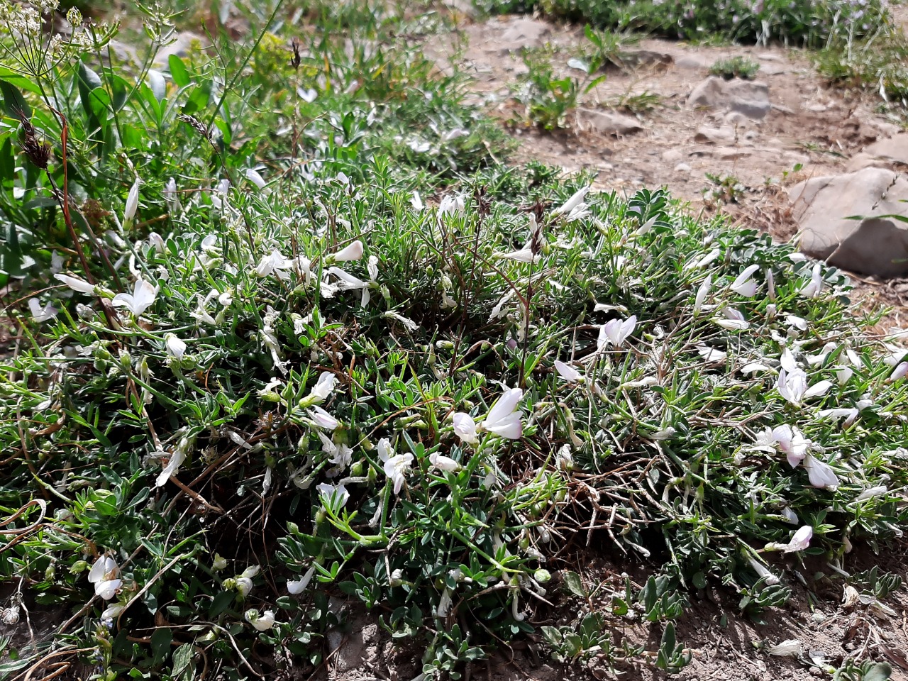 Onobrychis cornuta