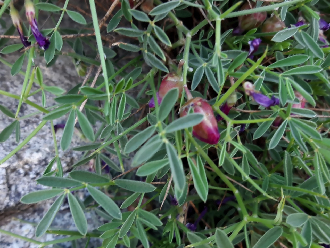 Onobrychis cornuta