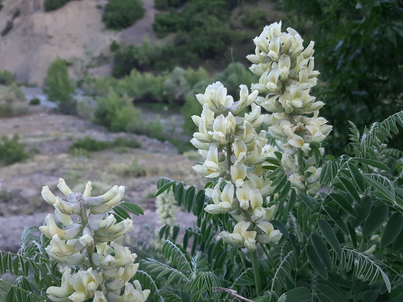 Sophora alopecuroides