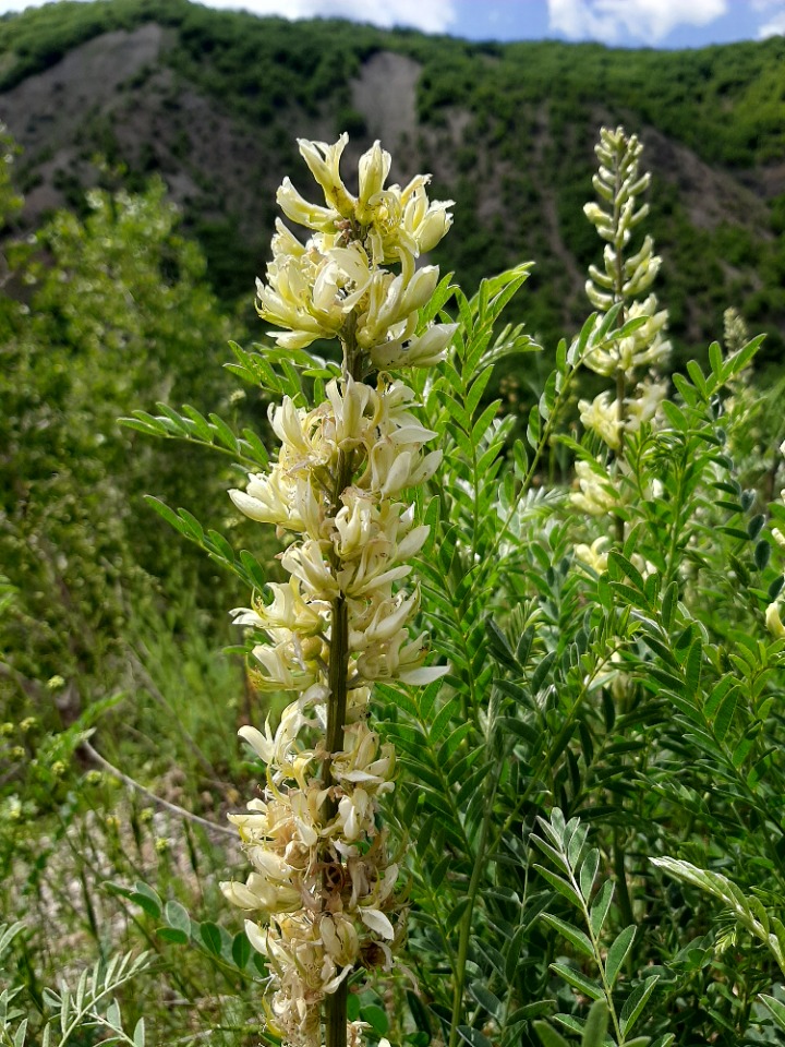 Sophora alopecuroides