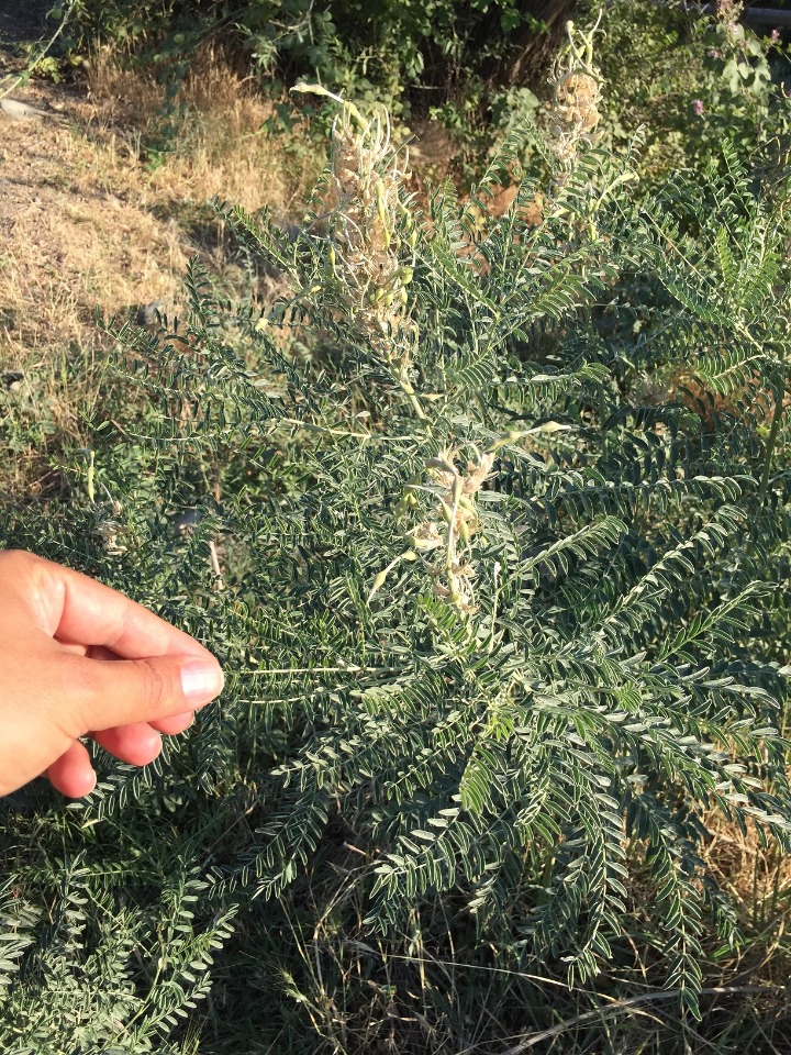 Sophora alopecuroides