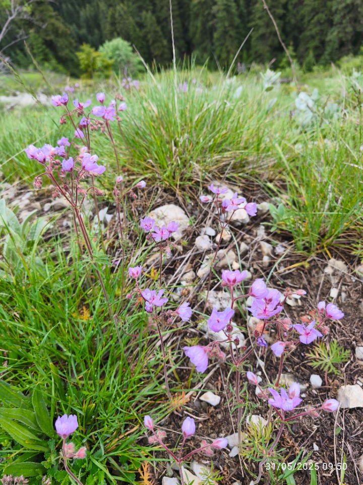 Geranium tuberosum