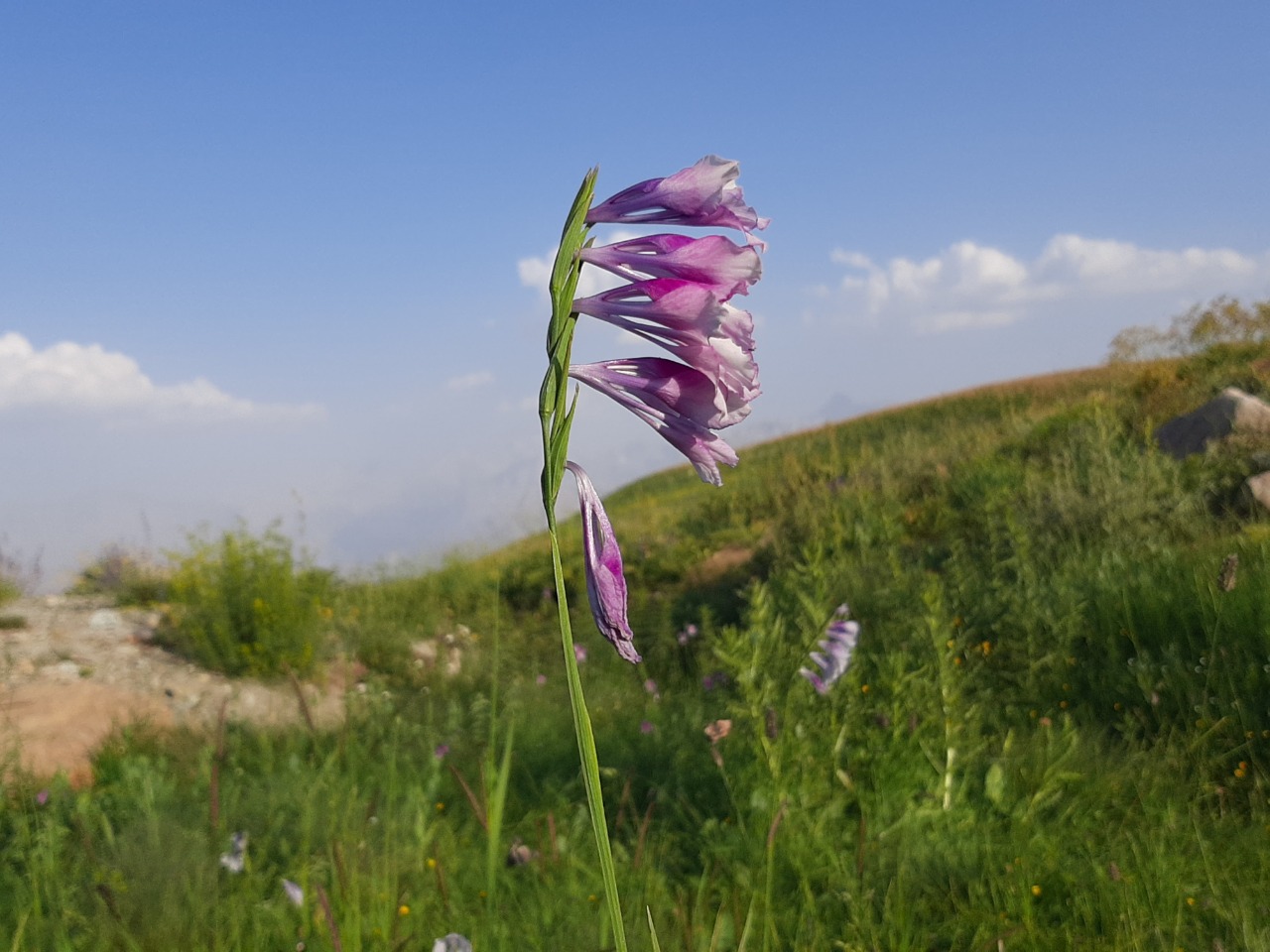 Gladiolus kotschyanus