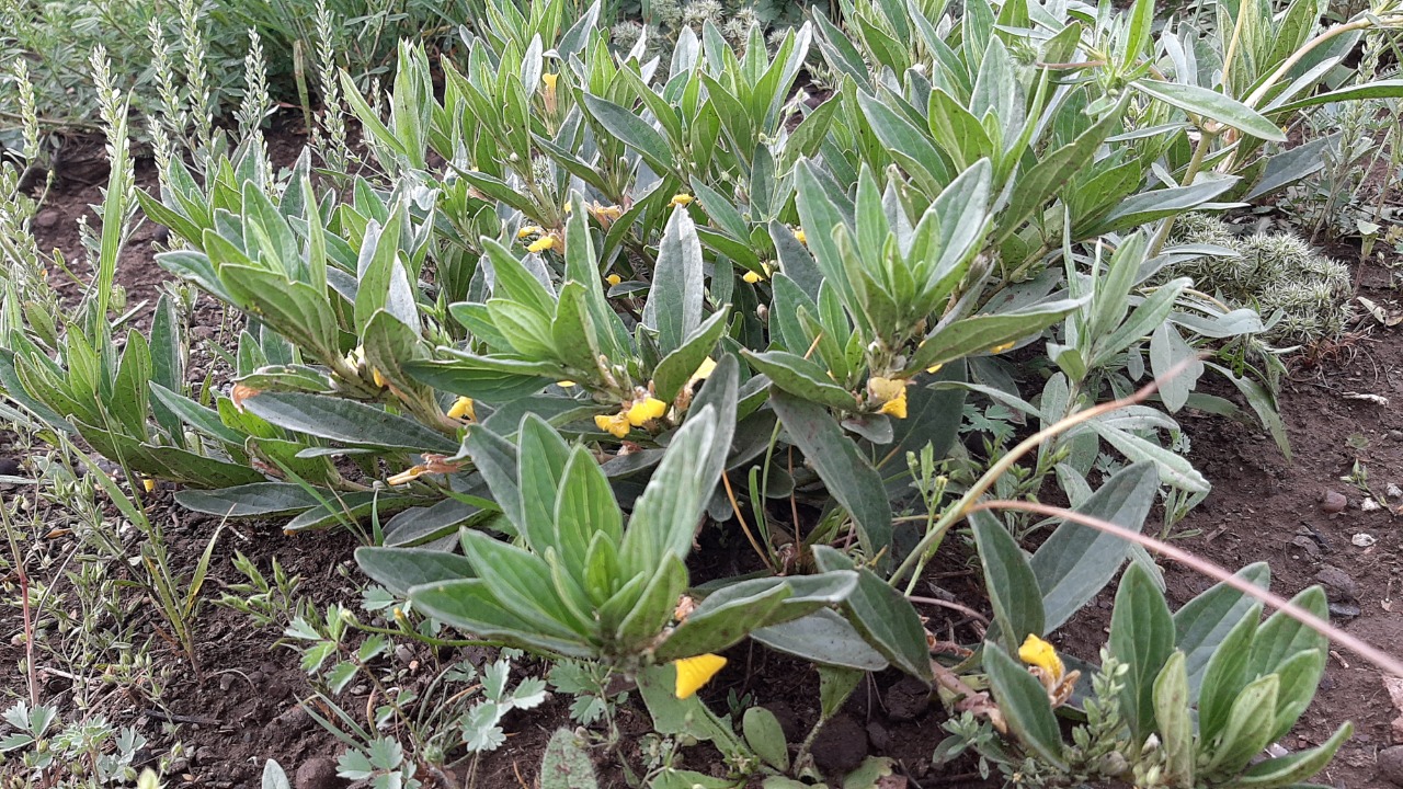 Ajuga salicifolia