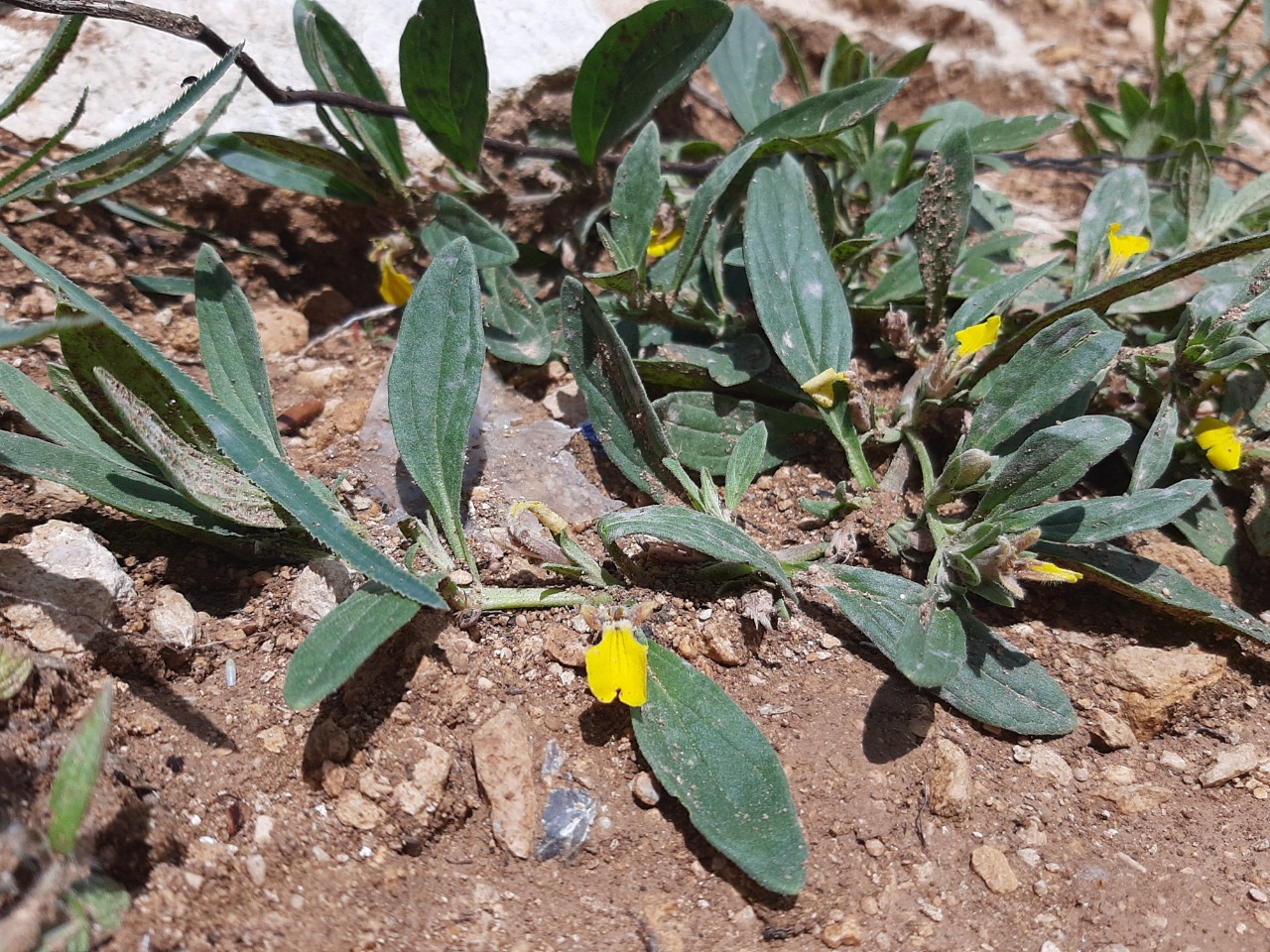 Ajuga salicifolia