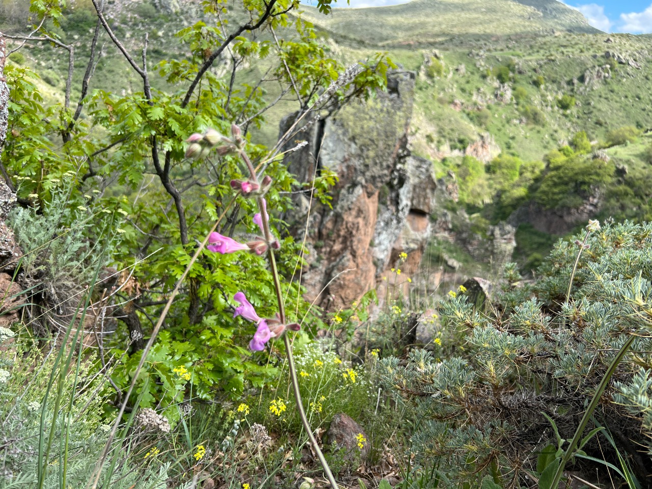 Salvia recognita