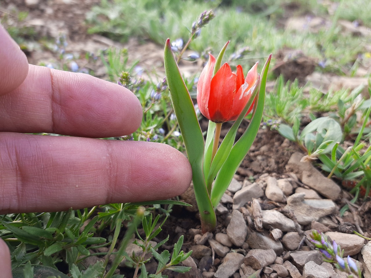 Tulipa julia