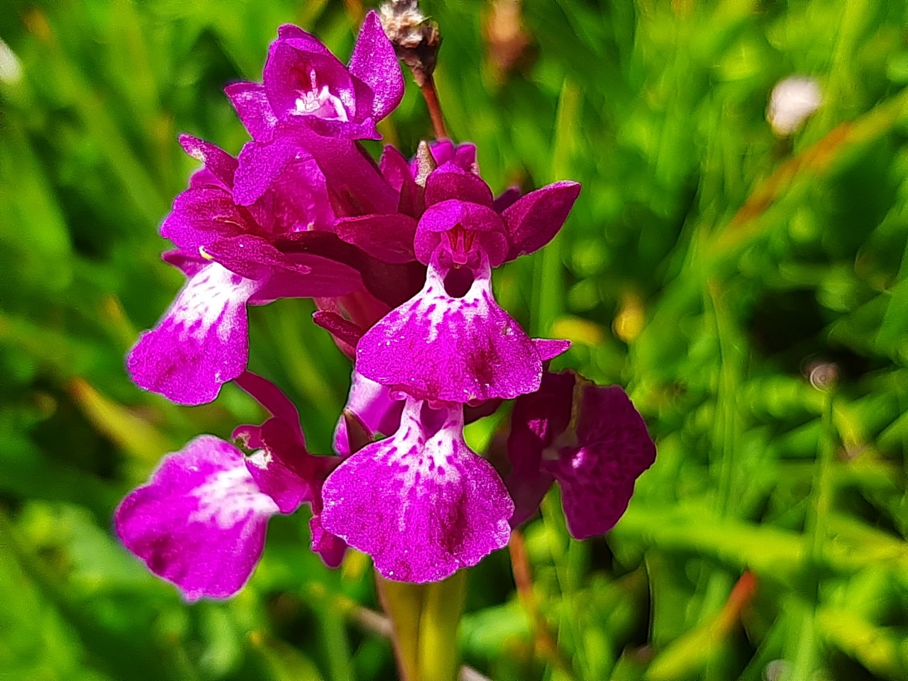 Dactylorhiza umbrosa