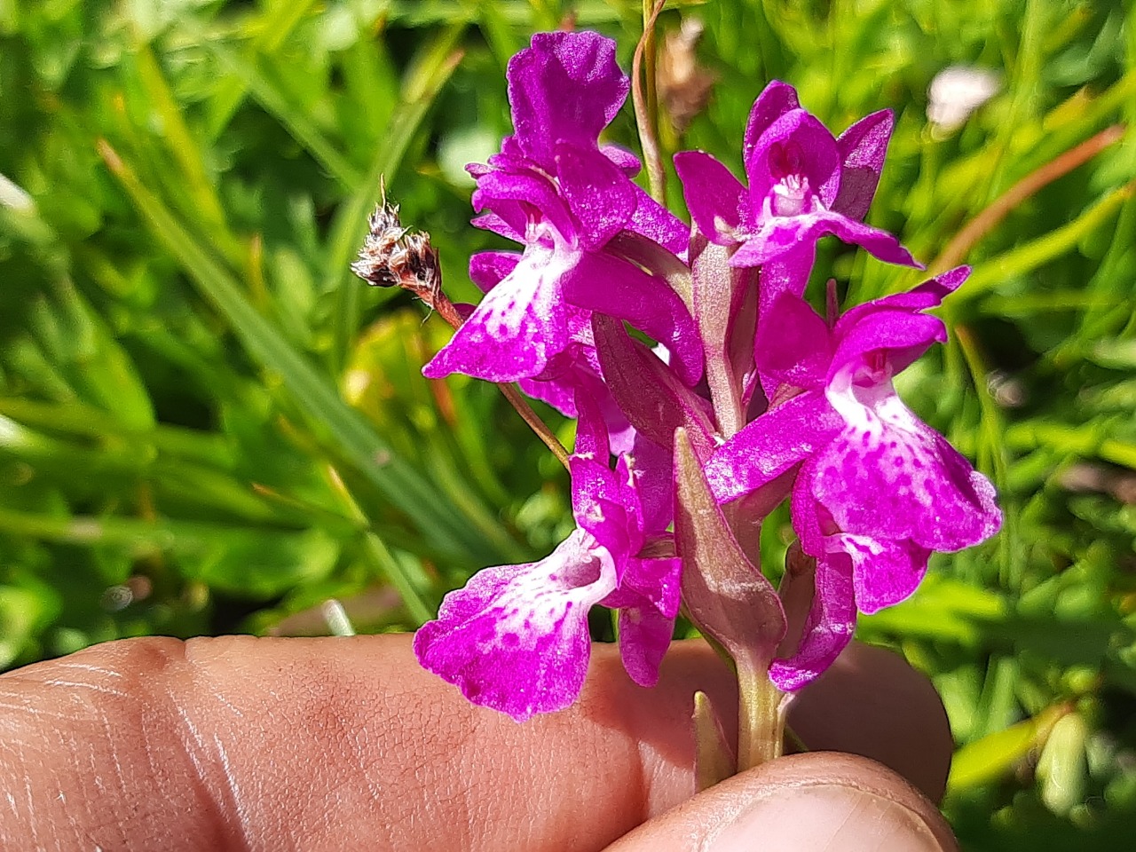 Dactylorhiza umbrosa