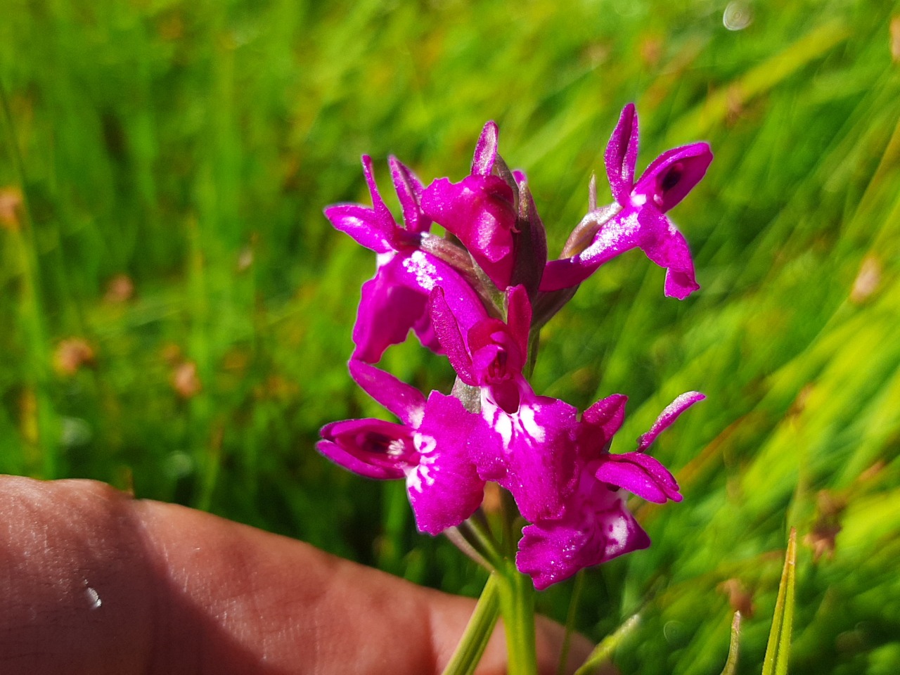 Dactylorhiza umbrosa