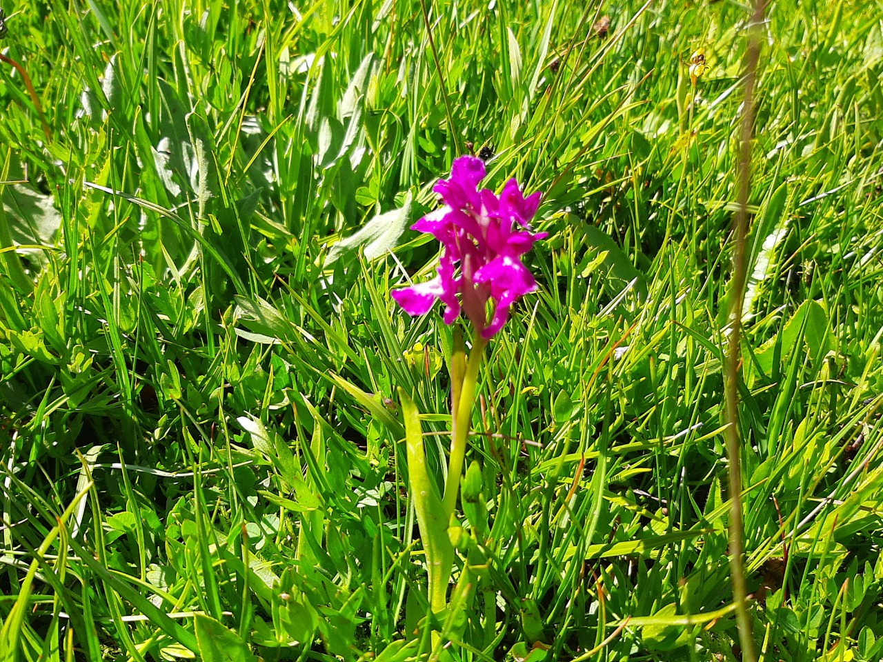 Dactylorhiza umbrosa