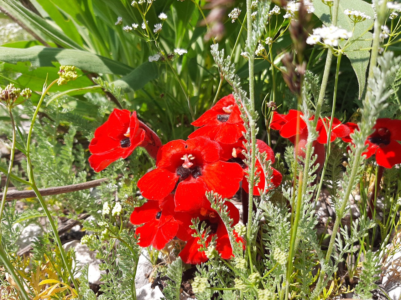 Phelypaea coccinea