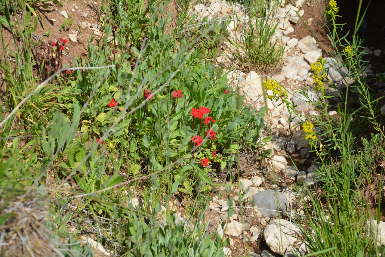 Phelypaea coccinea