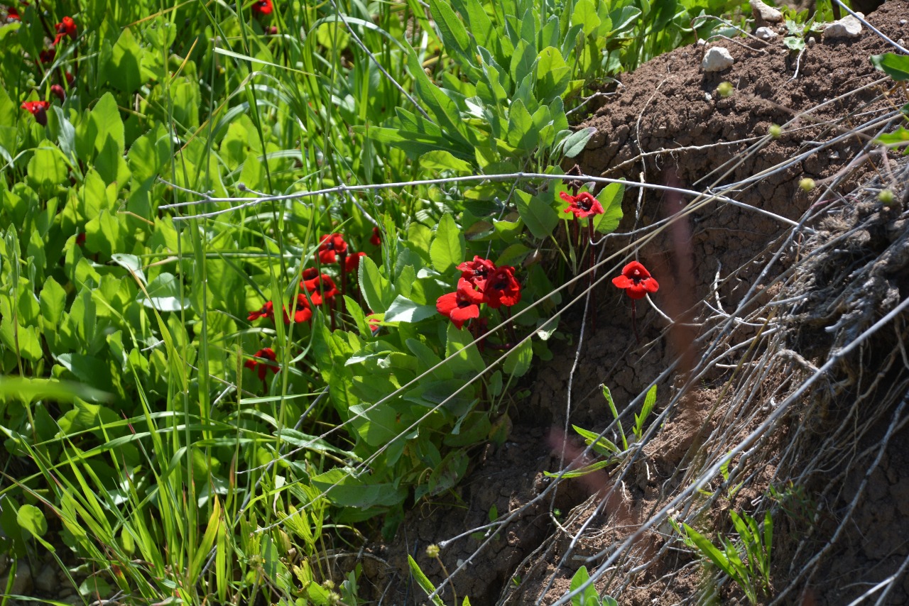Phelypaea coccinea
