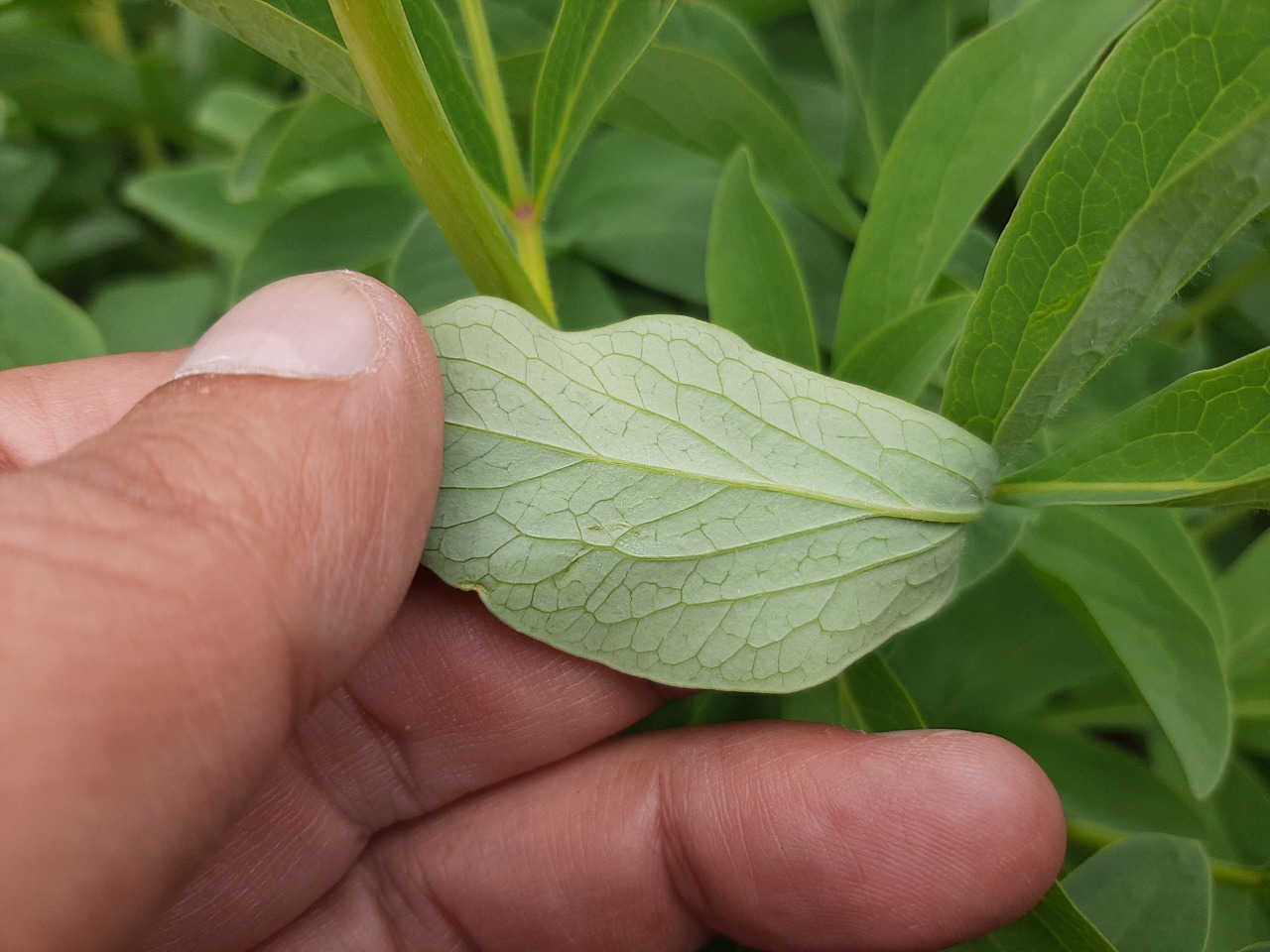 Paeonia arietina