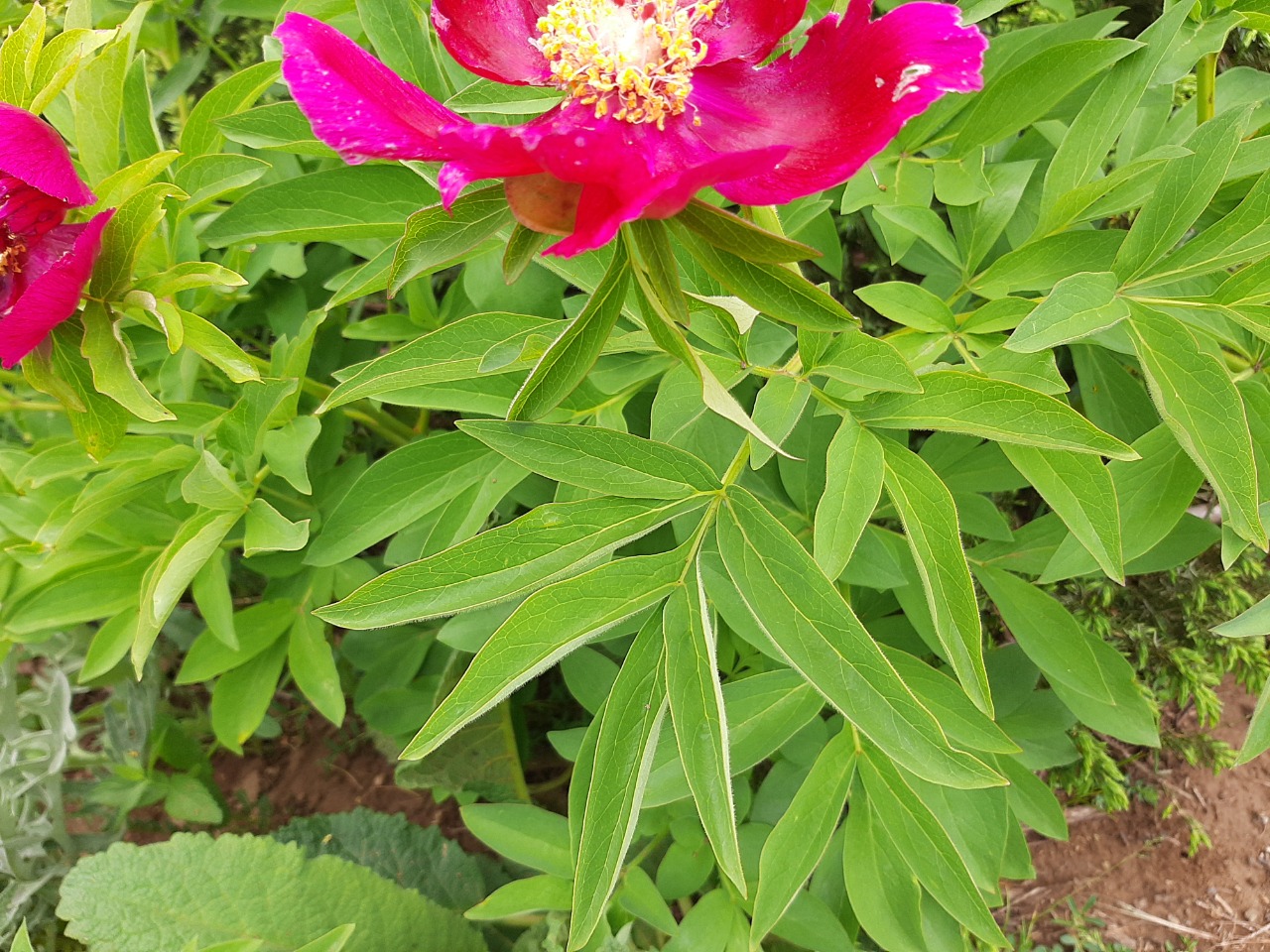 Paeonia arietina