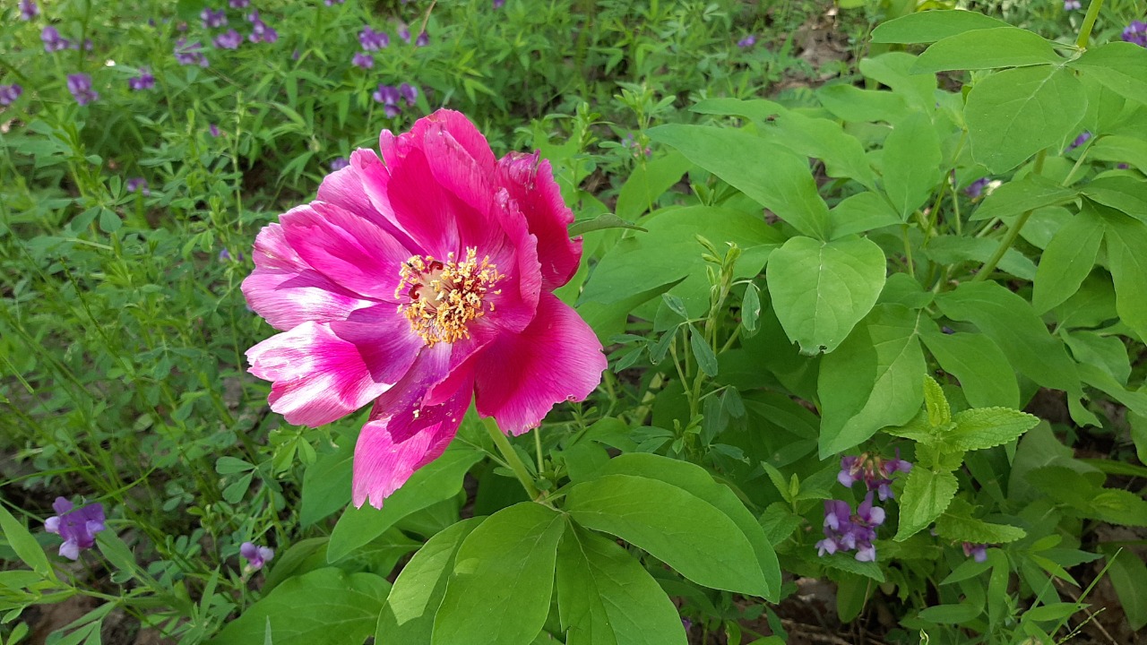 Paeonia arietina