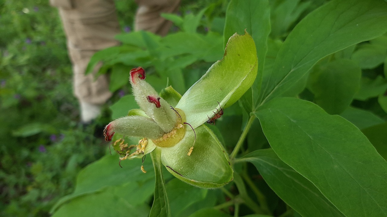 Paeonia arietina